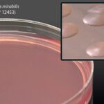 MacConkey Agar, Hardy Diagnostics - Q63, Agar, Deep