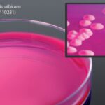 Dichloran Rose Bengal Chloramphenicol Agar, Hardy Diagnostics - G389, 15 x 100 mm