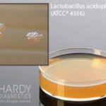 Lactobacilli MRS Agar, Hardy Diagnostics - U204, 500 ml, Lactobacillus MRS Agar