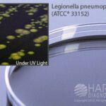 BCYE Selective Agar with CAV Antibiotics, Hardy Diagnostics - G08, BCYE Selective Agar w/CAV