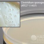 Egg Yolk Agar, Modified, Hardy Diagnostics - G215, Pack of 10, Egg Yolk Agar, Mod.