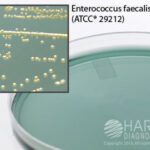 CLED Agar, Hardy Diagnostics - G223, Pack of 10, CLED Agar