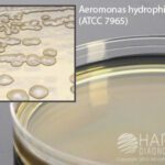 LB (Lennox L) Agar with Ampicillin, Hardy Diagnostics - G79, LB Agar, Lennox w/Amp