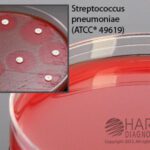 Mueller Hinton Agar with Blood, Hardy Diagnostics - H21, Mueller Hinton Agar w/Bld, HDx