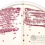 HardyCHROM MRSA/HardyCHROM Staph Aureus Biplate, Hardy Diagnostics - J35, Pack of 10, HC MRSA/HC S. au