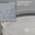 Corn Meal Agar with Tween 80 Deep Fill Plate, Hardy Diagnostics - W10, Pack of 10, Corn Meal Agar with Tween 80 Deep Fill Plate