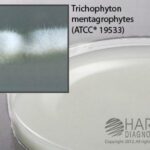 Potato Flake Selective Agar (with Ciprofloxacin and Vancomycin) Deep Fill Plate, Hardy Diagnostics - W159, 15 x 100 mm, Potato Flake Selective Agar (with Ciprofloxacin and Vancomycin)