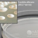 Mycobiotic Agar Slant, Hardy Diagnostics - W50, Mycobiotic Agar