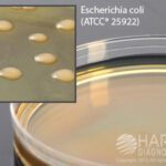 Mannitol YEP (Yeast Extract Peptone) Agar, Hardy Diagnostics - G39, Pack of 10, Mannitol YEP (Yeast Extract Peptone) Agar