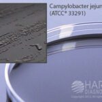 Campy, Blood Free, Karmali Agar, Hardy Diagnostics - G06, 15 x 100 mm, Campy, Blood Free, Karmali Agar Plate