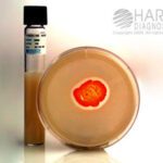 Nocardia Hydrolysis Kit for Actinomycetes, Hardy Diagnostics - Z604, 20 x 125 mm, Nocardia Hydrolysis Kit, HDx