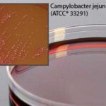 MEDIA CAMPY FDA AGAR 15X100MM PLATE 18ML - A139, 15 x 100 mm, Campy FDA Agar (Brucella agar with 7% lysed horse blood and PVANT antibiotics) for Campylobacter