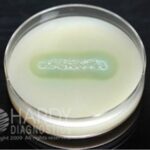Casein Agar, Hardy Diagnostics - G122, 15 x 100 mm, Casein Agar