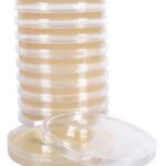 Middlebrook 7H10, Deep Fill Plates, Hardy Diagnostics - C34, 20 x 125 mm, Middlebrook 7H10, Slant Tube