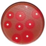 BD BBL Sensi-Disc Antimicrobial Susceptibility Test Discs, BD Diagnostic Systems. BD BBL Sensi-Disc Antimicrobial Susceptibility Test Discs, BD Diagnostics - 232218, Ceftazidime or avibactam