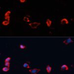 Caveolin-1 Rabbit pAb