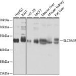 SLC9A3R1 Rabbit pAb
