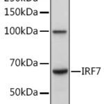 IRF7 Rabbit pAb