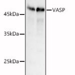 VASP Rabbit pAb