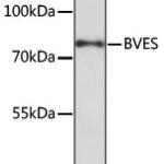 BVES Rabbit pAb