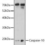 Caspase-10 Rabbit pAb