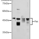 Fas Rabbit pAb