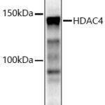 HDAC4 Rabbit pAb