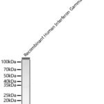 IFN gamma Rabbit pAb