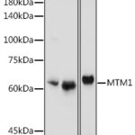 MTM1 Rabbit pAb