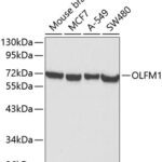 OLFM1 Rabbit pAb
