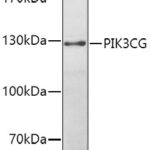 PIK3CG Rabbit pAb
