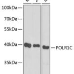 POLR1C Rabbit pAb
