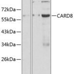 CARD8 Rabbit pAb