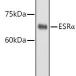 ESRα Rabbit pAb