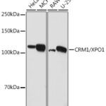 CRM1/XPO1 Rabbit pAb