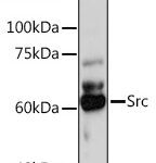 Src Rabbit pAb