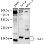TGFA Rabbit pAb