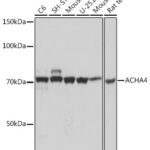 ACHA4 Rabbit mAb