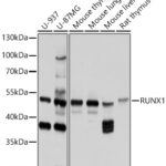 RUNX1 Rabbit pAb