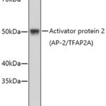 Activator protein 2 (AP-2/TFAP2A) Rabbit pAb