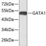 GATA1 Rabbit pAb